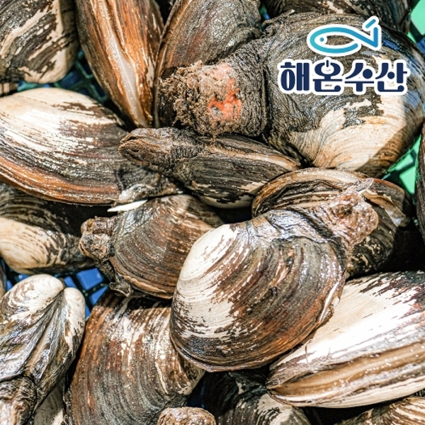 [wshop] [해온수산] 자연산 왕우럭조개 5~10미내외 1kg 6336003 | 홈쇼핑모아 [wshop] [해온수산] 자연산 왕우럭조개 5~10미내외 1kg... 