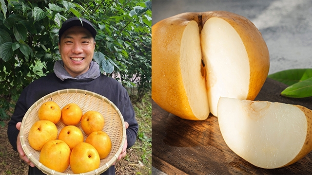 [산지직송] 배 3kg (가정용 중소과)