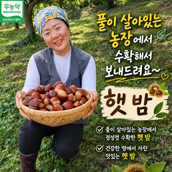 [산지직송] 부여 무농약 알밤 2kg(대)