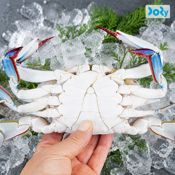[맛도리] 국내산 당일어획 제철 생물 숫꽃게 꽃게 2kg (12미 내외)