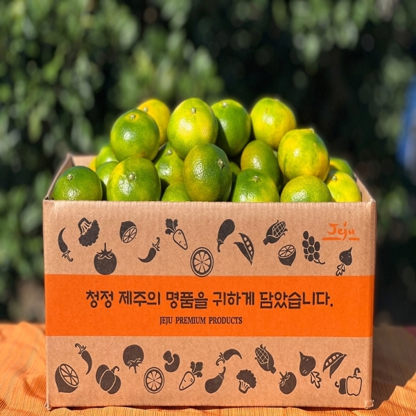 제주 고당도 극조생 감귤 4.5kg 중대