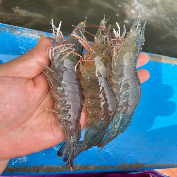 [국내산] 흰다리새우 횟감 제철 1kg(35미내외)