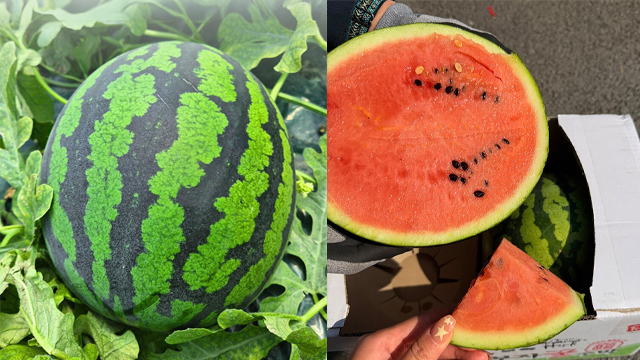 5kg내외 당도 자신있는 산지직송  하우스수박