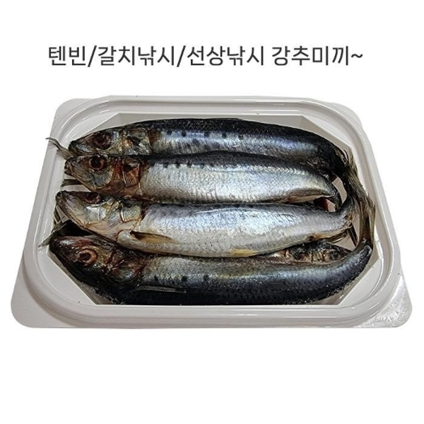 153무역 텐빈/갈치낚시/선상낚시 미끼 정어리